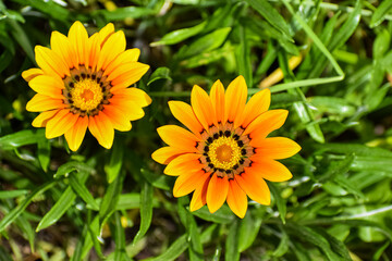 Two multi-petalled flowers, yellow and orange petals with a dark center. Presence of disc floret. Green elongated leaves.