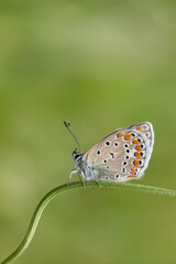 Lycaenidae / Çokgözlü Menekşe Mavisi / / Polyommatus thersites