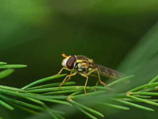Flower fly, Schwebfliege (family Syrphidae)