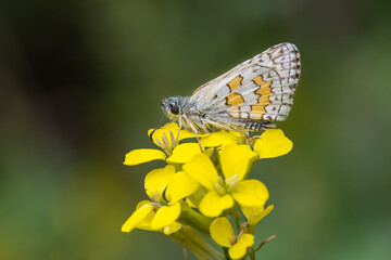 Hesperiidae / Sarı Bantlı Zıpzıp / / Pyrgus sidae
