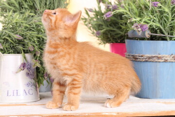 Fototapeta na wymiar Cute red domestic kitten