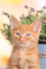 Naklejka na ściany i meble Cute red domestic kitten