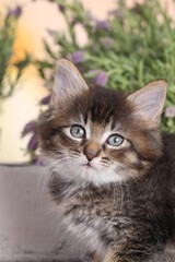 Cute brown tabby domestic kitten