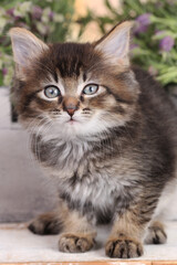 Cute brown tabby domestic kitten