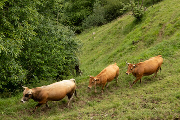 Obraz premium Vacas de los valles