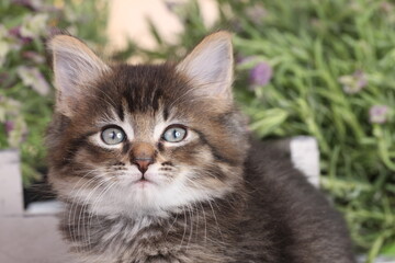 Cute brown tabby domestic kitten
