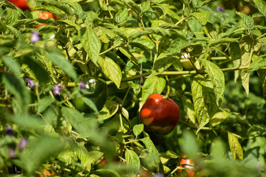 Chili pepper plant (rocoto) with ripe (red) and immature (green) fruits hanging. Herbaceous plant, hot pepper with hanging fruits, abundant leaves around.