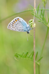 Lycaenidae / Çokgözlü Amanda / Amanda blue / Polyommatus amandus