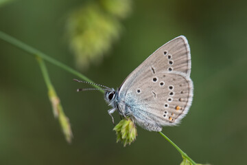 Fototapeta na wymiar Lycaenidae / Çokgözlü Güzel Mavi / / Polyommatus bellis