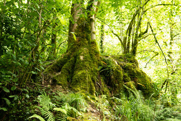 Raíces de gran arbol