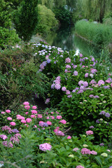 京都　宇治川派流のアジサイ