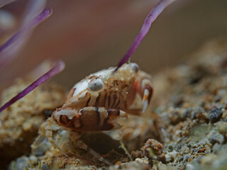 Harlequin swimming crab, Schwimmkrabbe (Lissocarcinus laevis)