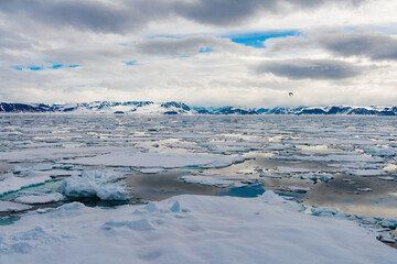 Ice pieces on the water in Arctic