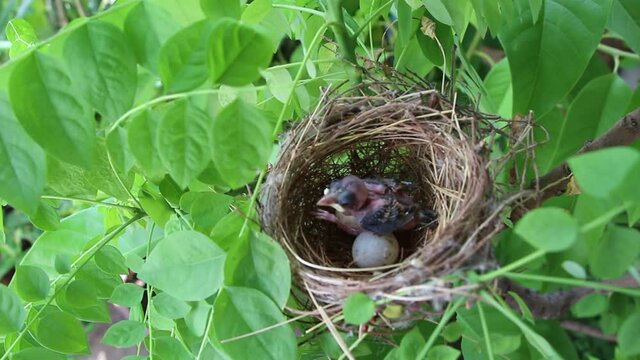 baby birds in nest with green leaf nature