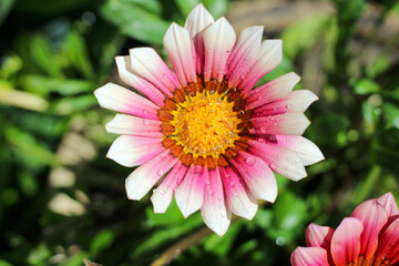 Obraz premium Beautiful flower with pink and white petals and a yellow core on a blurred green background