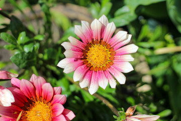 Obraz premium Beautiful flower with pink and white petals and a yellow core on a blurred green background