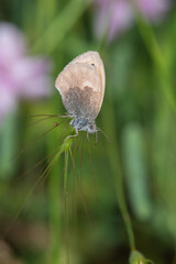 Satyridae / Küçük Zıpzıp Perisi / / Coenonympha pamphilus