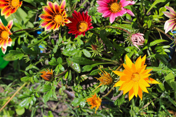 Bright colorful multicolored flowers on a blurred green background. Wonderful photo wonderful blooms