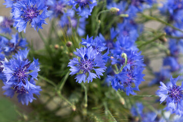 Blue knapweed flowers top view. Beautiful wild bluet flower. Seasonal wild summer flowers.