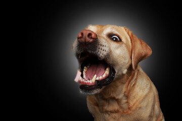 Blond labrador retriever snabs