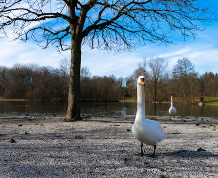 Animals from the OstPark - Munich, Germany.