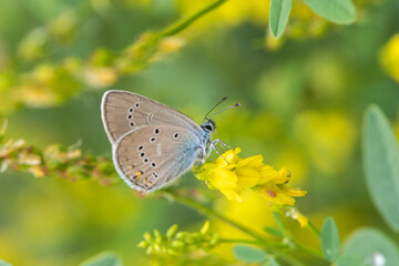 Lycaenidae / Çokgözlü Güzel Mavi / / Polyommatus bellis