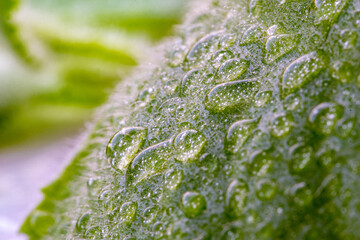 Krople wody na mięcie (water drops on mint)
