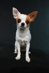 Obraz premium Chihuahua on black background