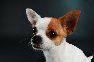 Chihuahua on black background
