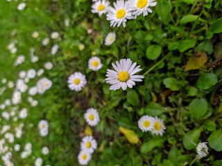Daisies surrounded by the Carpathian mountains, Ukraine.
