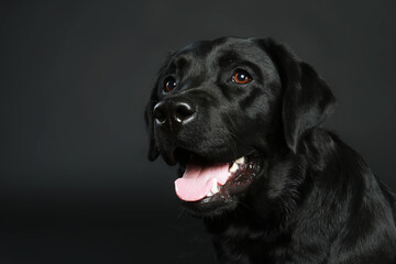 Fototapeta na wymiar Portrait of a black labrador