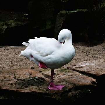 Animals from the OstPark - Munich, Germany.