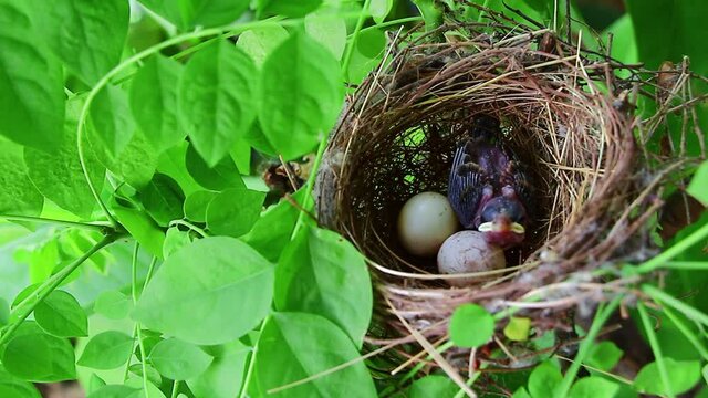 bird nest with eggs with green leaf