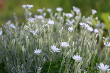 Fototapeta premium Meadow of many small white flowers on a blurred background.