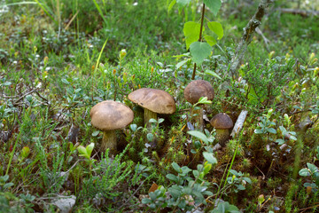 four boletus mushrooms stand in a row on a forest hill among green moss and bilberry bush.