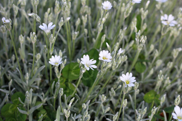 Small white wildflowers on a background of blurry clover leaves