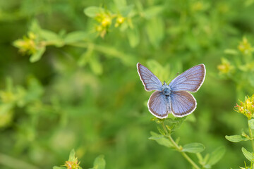 Lycaenidae / Çokgözlü Amanda / Amanda blue / Polyommatus amandus