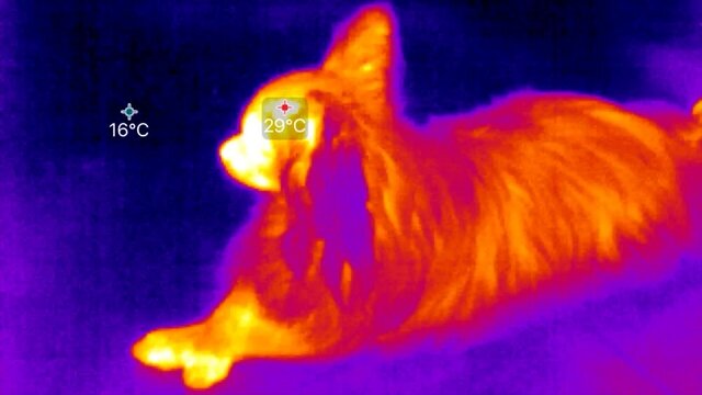 Thermal imaging camera detecting measures the temperature in dogs ..Animals thermal camera concept..