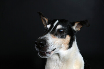 shorthair collie portrait