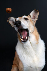 collie shorthair catches treats
