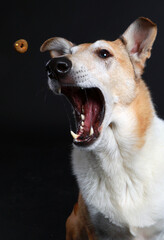 collie shorthair catches treats
