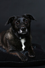 Senior dog lying on black carpet