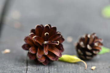 pine cone on a wooden table as a rustic still life