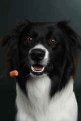 border collie catches treats