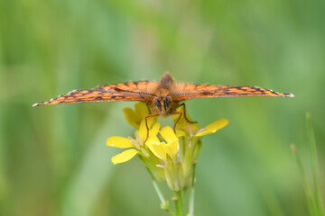 Nymphalidae / Amannisa / Heath Fritillary / Melitaea athalia