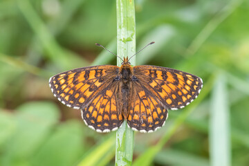 Nymphalidae / Amannisa / Heath Fritillary / Melitaea athalia