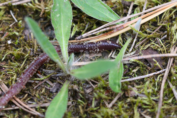 Macro photo with soft focus of a red earthworm crawling in the grass over moss.