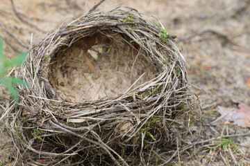 Macro photo with soft focus of an abandoned bird's nest of dry grass on the sand in the forest.