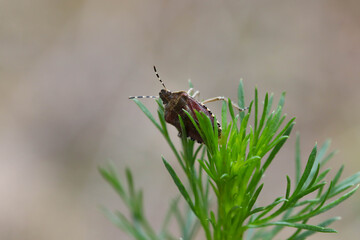 Macro photo with soft focus of a brown-red forest bug sitting on top of the leaves of the plant.