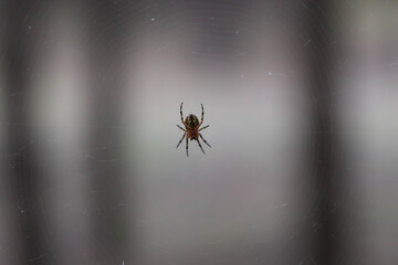 Macro photo with soft focus of a small spider-cross hanging on a web between tree trunks in a forest.